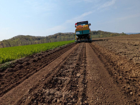 《北海道生まれ♩》きたかむいL.2Lサイズ3kg