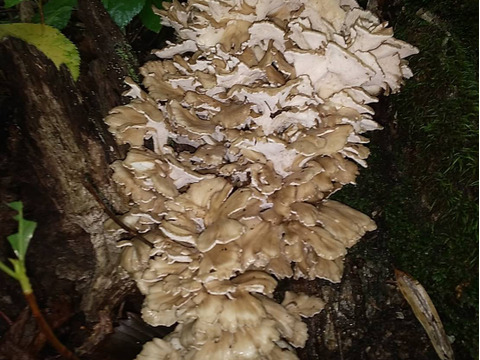 【限定1個】天然黒舞茸　新潟県妙高市産　250ｇ