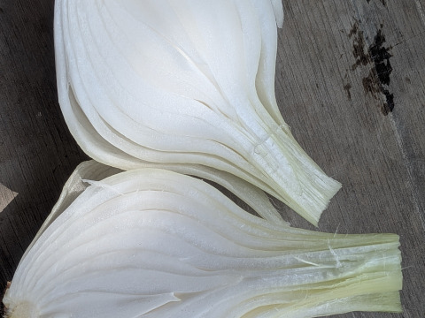 【玄海丸】皮むき白玉ねぎ　福岡産　1.9kg