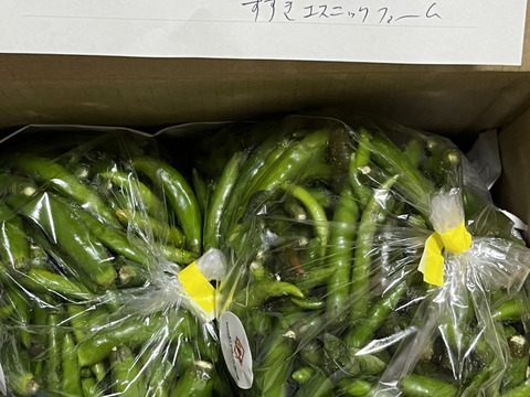 希少！国産青唐辛子1kg　(ホットパラソル)新鮮だから果汁たっぷりのジューシーな一品です。料理に刻んで混ぜるだけ！
