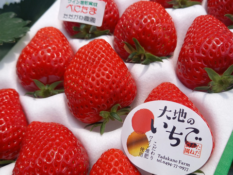 べにたま　大粒１２～１５粒入り」オリジナルのワイン堆肥で栽培し有機ゴミをサステナブル資源活用ができる「いちご特別栽培」認証！
「のんびり樹ままに発送プラン」です。秩父いちご農家　ただかね農園