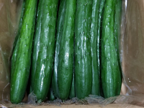 朝採り！信州産きゅうりA品2kg（箱重量込・正味1.8㎏）
