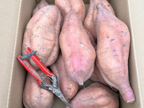 農薬、化学肥料無使用！安納芋/ふぞろい５ｋｇ【さつまいもの王様】※規格外品