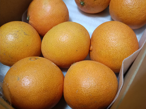 まるで天然ゼリー！まどんな（ご家庭用・2㎏）×２箱