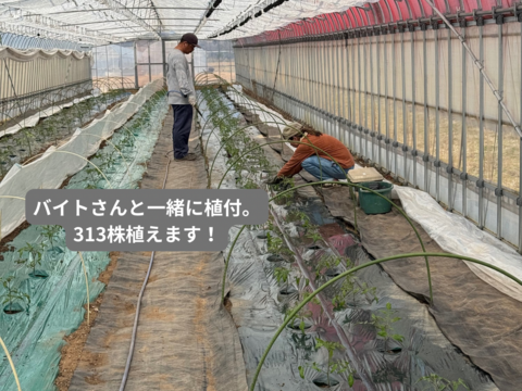 【有機肥料•農薬不使用】喉を潤すジューシーさと飽きない優しい甘み♡福井で生まれた華小町トマト！【1kg】