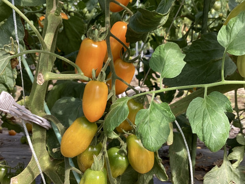 【夏ギフト】カラフルミニトマト食べ比べセット　1.5kg