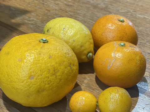 【残りわずか！】自然のなかで栽培　和製グレープフルーツの晩柑・伊予柑・金柑と青レモン詰め合わせ3kg