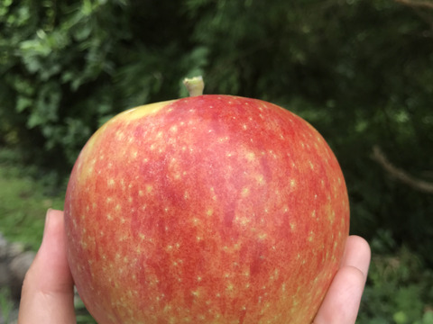 産地直送！シナノリップ　3kg箱入り