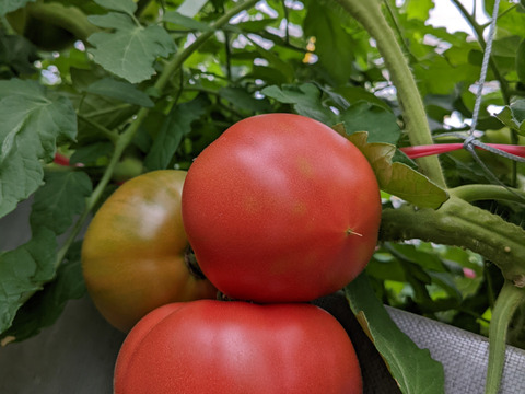 今が旬!高原トマト80サイズ箱おまかせ size✕2箱(収穫時期によってサイズが異なります)