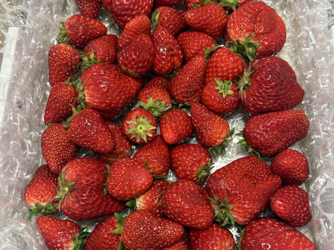 【期間限定セール価格】MIXいちご "紅ほっぺ" 1kg 『バラ詰め』"販売中"