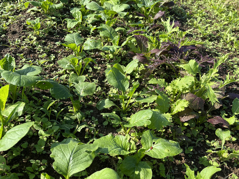 【自然栽培】小松菜　200g×5p