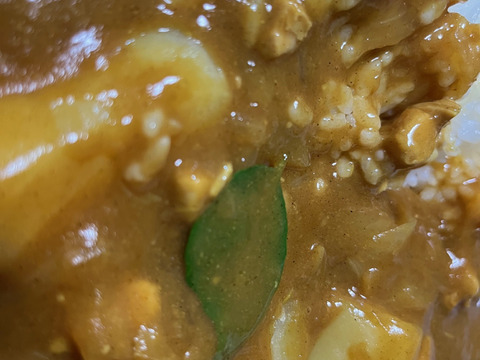 【アーユルヴェーダ 】カレーリーフ3年生