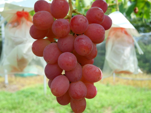 ぶどう家族 粒ギフト とっておき｜3品種食べ比べ（600g）：山梨県産の