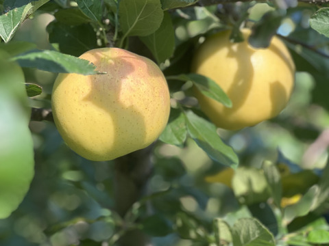 【３品種】詰め合わせ🍎🍏　おまかせ3キロ