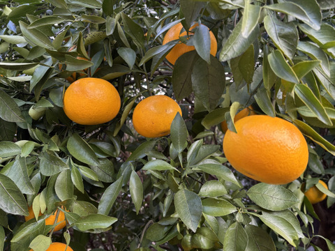 爽やかな香り！！朝のフルーツにオススメ！春峰　約5㎏（約20玉）