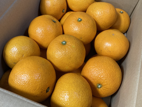 パリッ！ほどよい酸味と苦みが美味しい八朔好きのための八朔（箱込み１０kg L~LL玉中心）