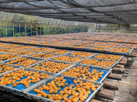 【有機JAS認証】【訳あり】令和7年産有機梅干しの「つぶれ梅」。300g特大サイズ4L