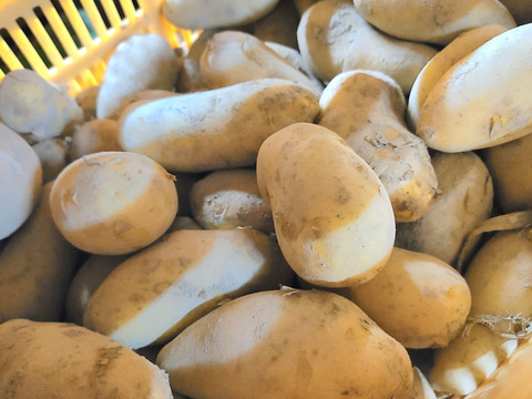 ちょっと小さめ！！　じゃがいも　メークイン　３ｋｇ