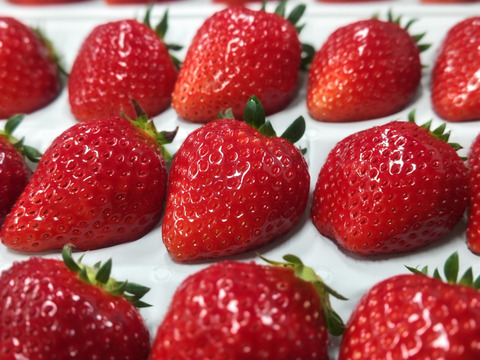 コードファーム175の「ほしうらら」！いちごグランプリ2025「総合大賞」！　15粒入りセット　450g