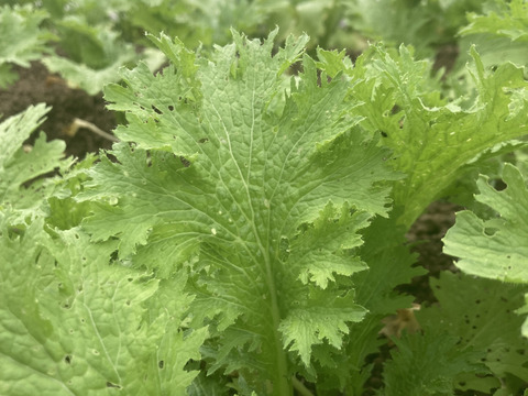 少人数で食べ切れる！【6〜7品目】野菜セット　朝どり新鮮！農薬・化学肥料不使用栽培