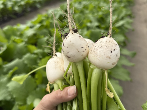 春限定｜梨みたいな甘さの安曇野サラダカブ・ラティーナ 1kg（葉付き5～８玉）