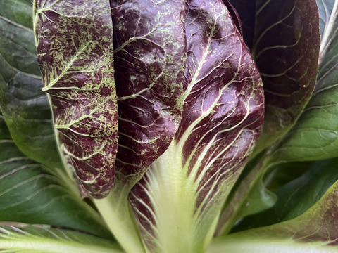 【栄養価が高い】しゅんセット(8〜10品目前後)