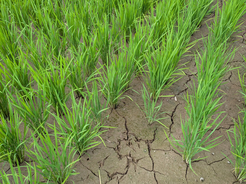 農薬化学肥料未使用玄米ヒノヒカリ