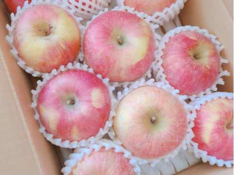 豊作還元セール！！家庭用サンふじ　約3kg