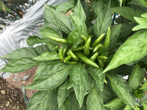 アネモネ様専用　葉唐辛子300g以上と、青唐辛子300g以上セット同梱のお品物です。