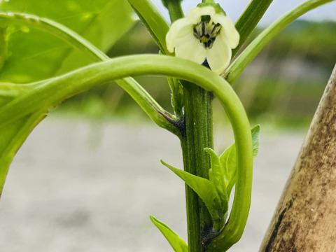 『淡路島五色産さららピーマン　規格外約3kg』少し不恰好ですが中身で勝負！