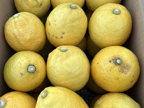 新鮮れもん【訳あり】南河内レモン 約３K