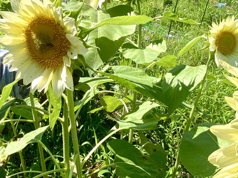 【5本】ホワイト〜淡黄色のユニークなカラーの珍しいひまわり