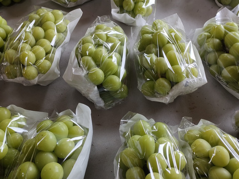 【冬ギフト】樹上完熟シャインマスカット1.8㎏以上（家庭用）