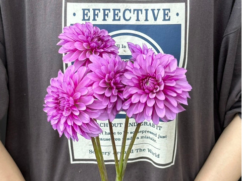 ダリア　【品種: ムーンストーン】　5本　(40〜50cm）