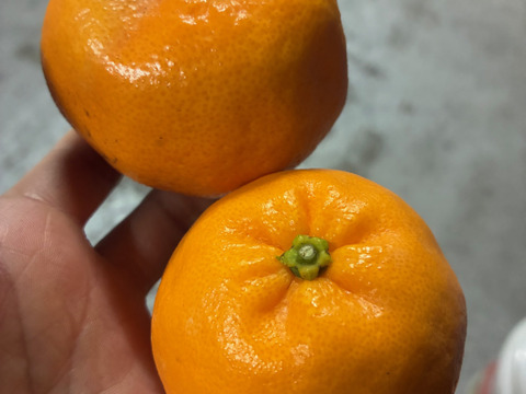 『希少品種なアオポン（仮名称）』サイズ混合