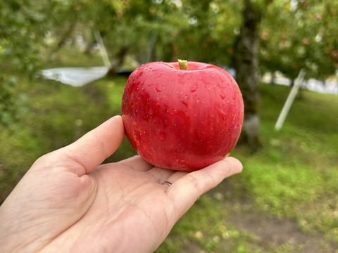 【小玉りんご】福価格20%オフ ふじ！りんごの王様【贈答規格2kg】