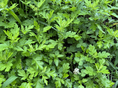 柔らか新芽、香り良い美味しい蓬（ヨモギ）600グラム以上！採れたての季節の野菜もサービスでお入れしてお送りいたします