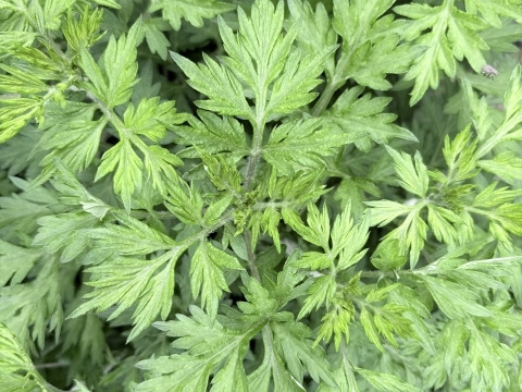 妙高の自然が育てた貴重な自生クレソン&よもぎのセット 60サイズの箱にいっぱい（おおよそ100グラム）