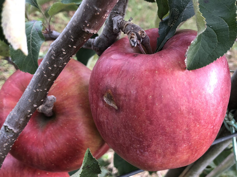 信州のりんご【サンふじ】訳あり　約10kg