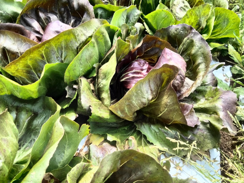 長崎県産トレビス（ラディッキオ）2個入り