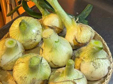 【予約】生産農家直送 淡路島産ブランド新玉ねぎ 『にじたま』超極早生品種 9kgダンボール入り（ご家庭用・30個前後） 使いやすいM・L・2L混在！≪水分量No1!!≫◎特別栽培　2月末頃から順次発送