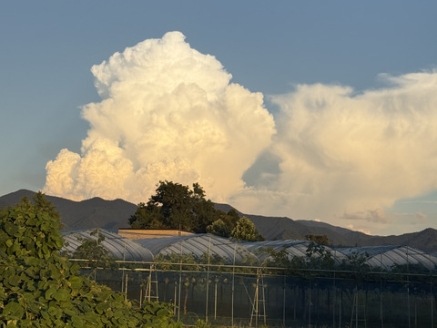デラウェア⭐︎ドッサリ12房前後（約2kg）樹上完熟ぶどうデラウェア朝採り当日発送！山形県おきたま高畠産