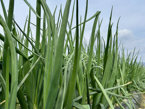 生でも甘ーい】新玉ねぎ10キロ⭐️低農薬：和歌山県産のその他
