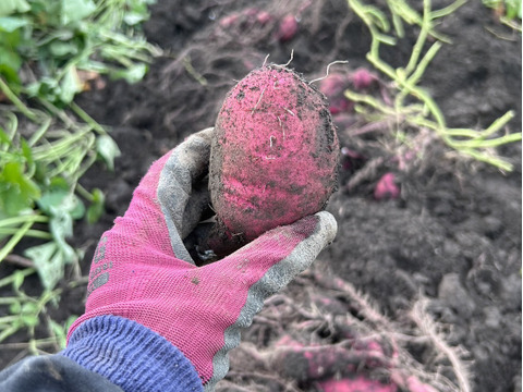 【数量限定‼️シルクスイート約３キロ☆なめらか食感＆甘さ上質🍠】サイズ混載（中小サイズ中心） 土つき