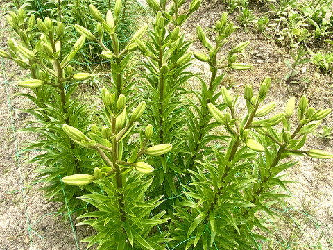 【5本、40㎝】大人可愛いユリ（つぼみ）