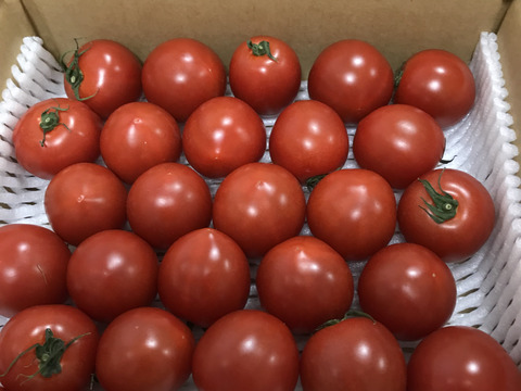 甘くて皮が薄くて食べやすい　福井県産ミディトマト『越のルビー』1Kg！約　1100g入り