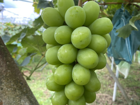 夏ギフト　エメラルドな輝き『シャインマスカット』&黒い葡萄『ナガノパープル』まるごと食べられるぶどう2房箱（一房約500g）