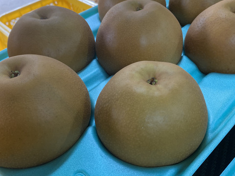 新品種！果汁たっぷり　千葉県　松戸市産　甚左衛門の梨【秋のほほえみ】7〜10玉
