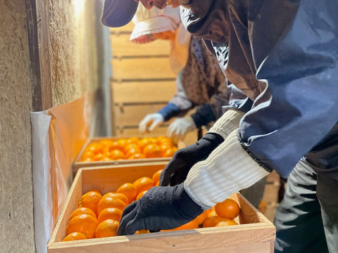 【冬ギフト】『本貯蔵　完熟中生みかん』約2kg SS~Lサイズ