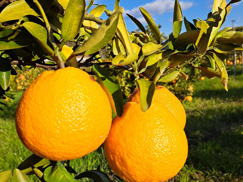 旬の有機栽培柑橘味比べセット3kg